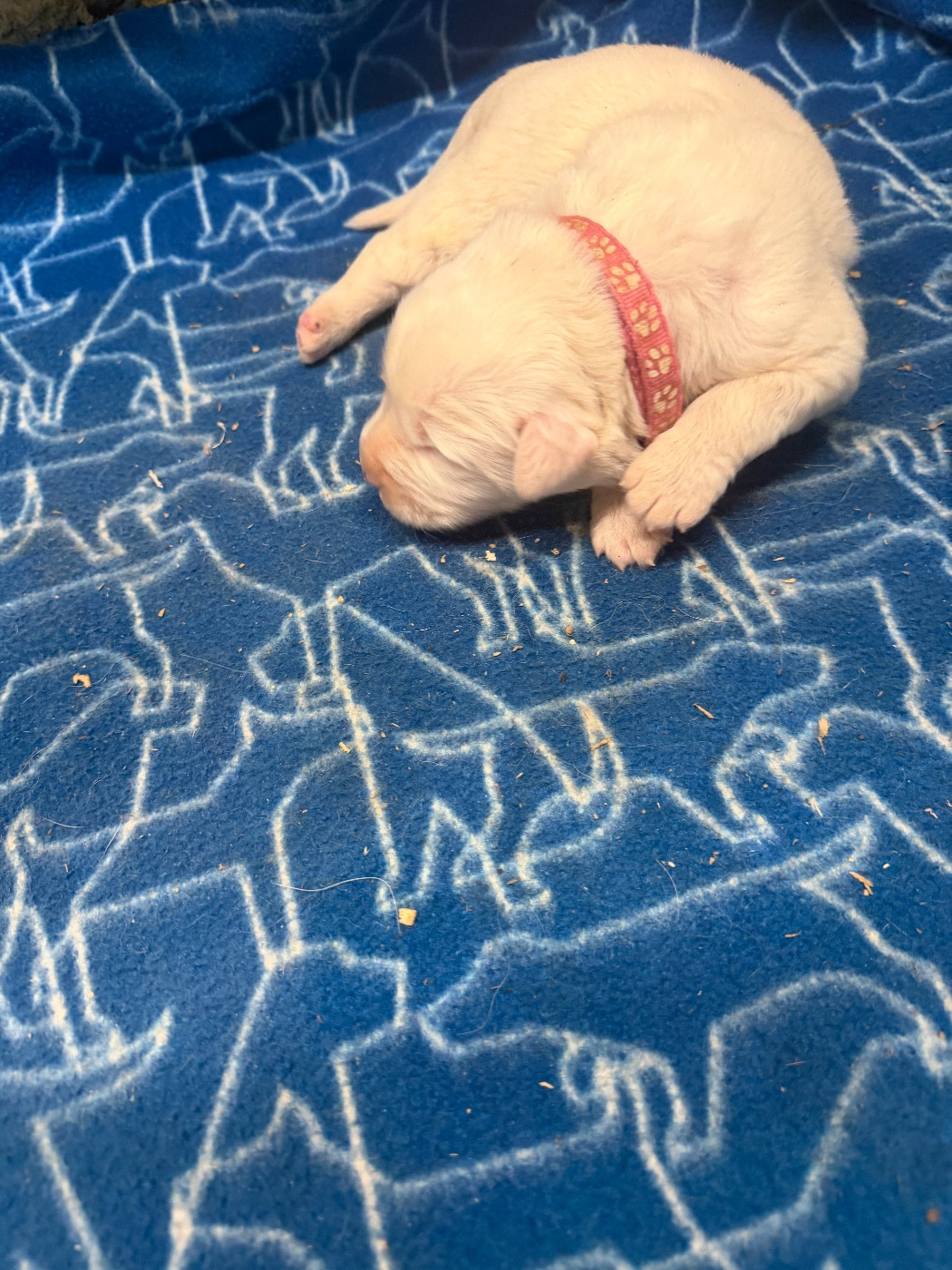 Du Hameau Des Nours - Chiots disponibles - Chien de Montagne des Pyrenees