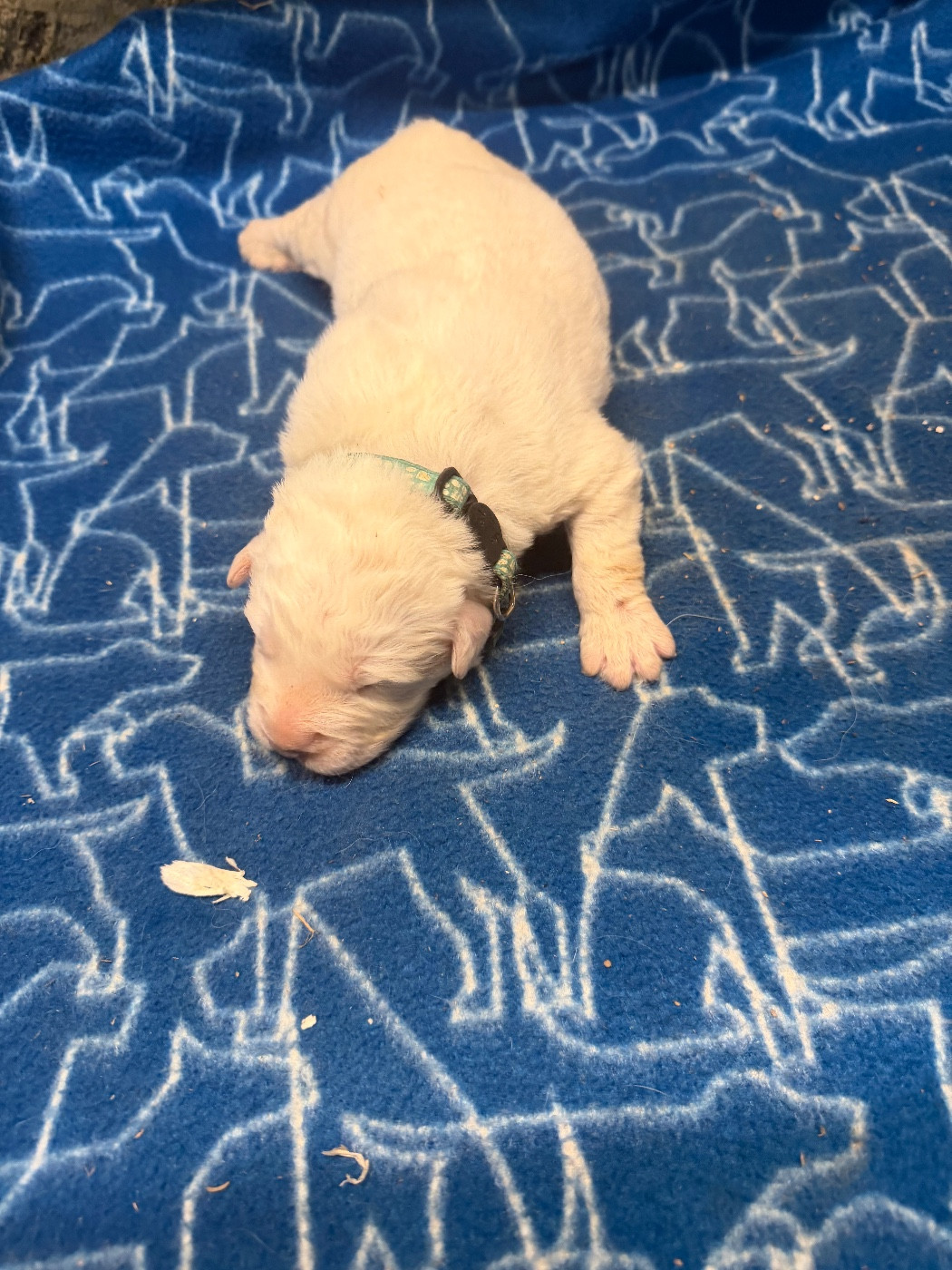 Du Hameau Des Nours - Chiots disponibles - Chien de Montagne des Pyrenees