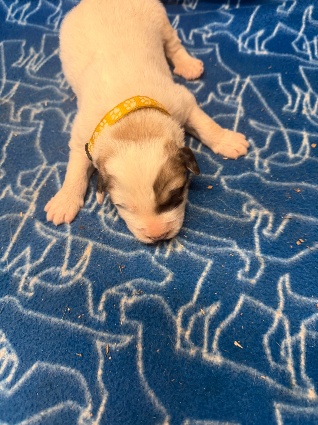 Du Hameau Des Nours - Chiots disponibles - Chien de Montagne des Pyrenees