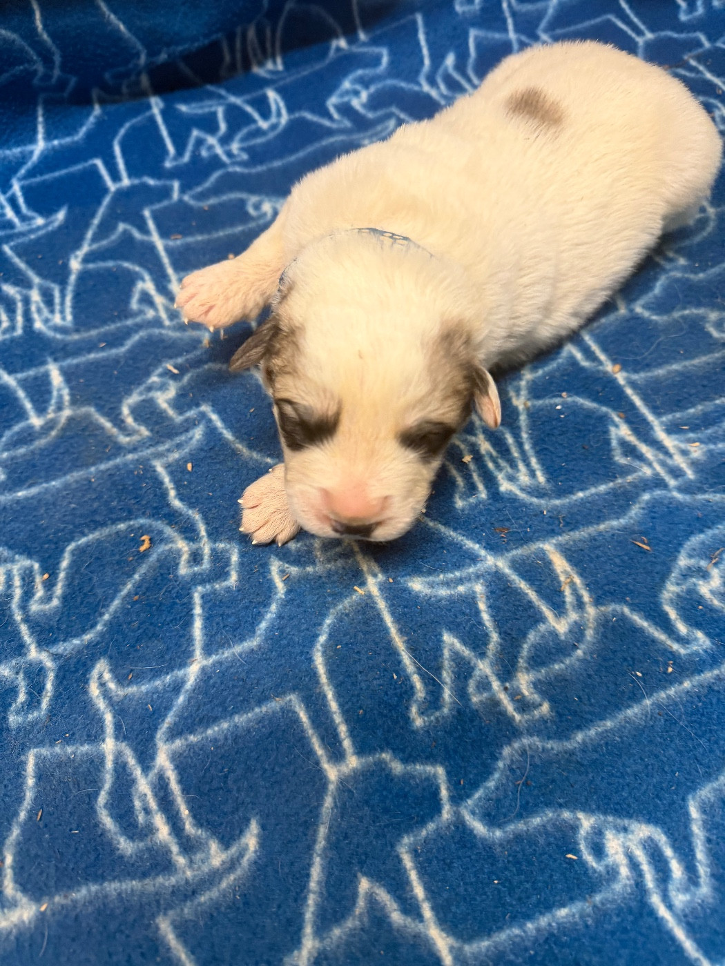 Du Hameau Des Nours - Chiots disponibles - Chien de Montagne des Pyrenees