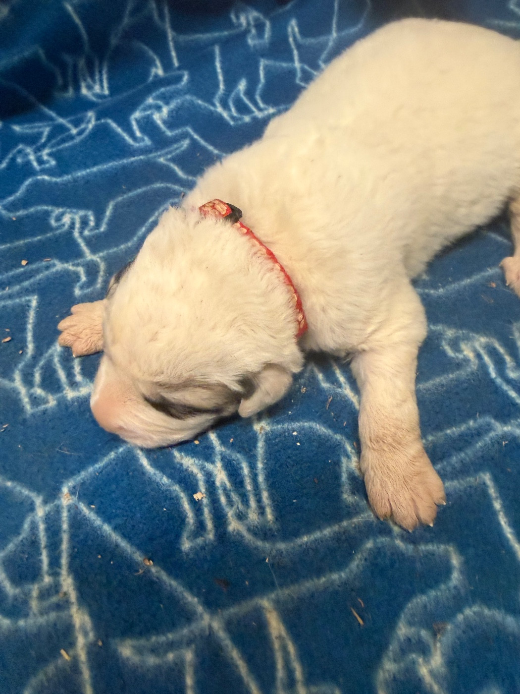 Du Hameau Des Nours - Chiots disponibles - Chien de Montagne des Pyrenees