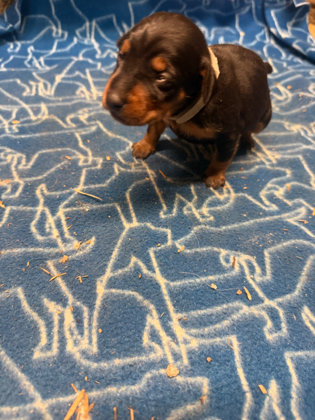 Du Hameau Des Nours - Chiots disponibles - Pinscher nain