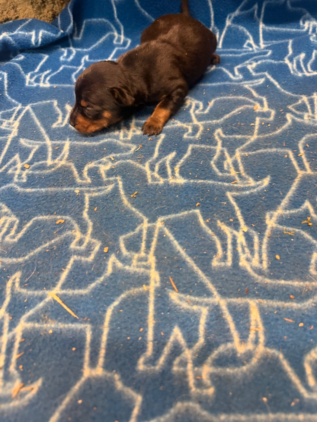 Du Hameau Des Nours - Chiots disponibles - Pinscher nain