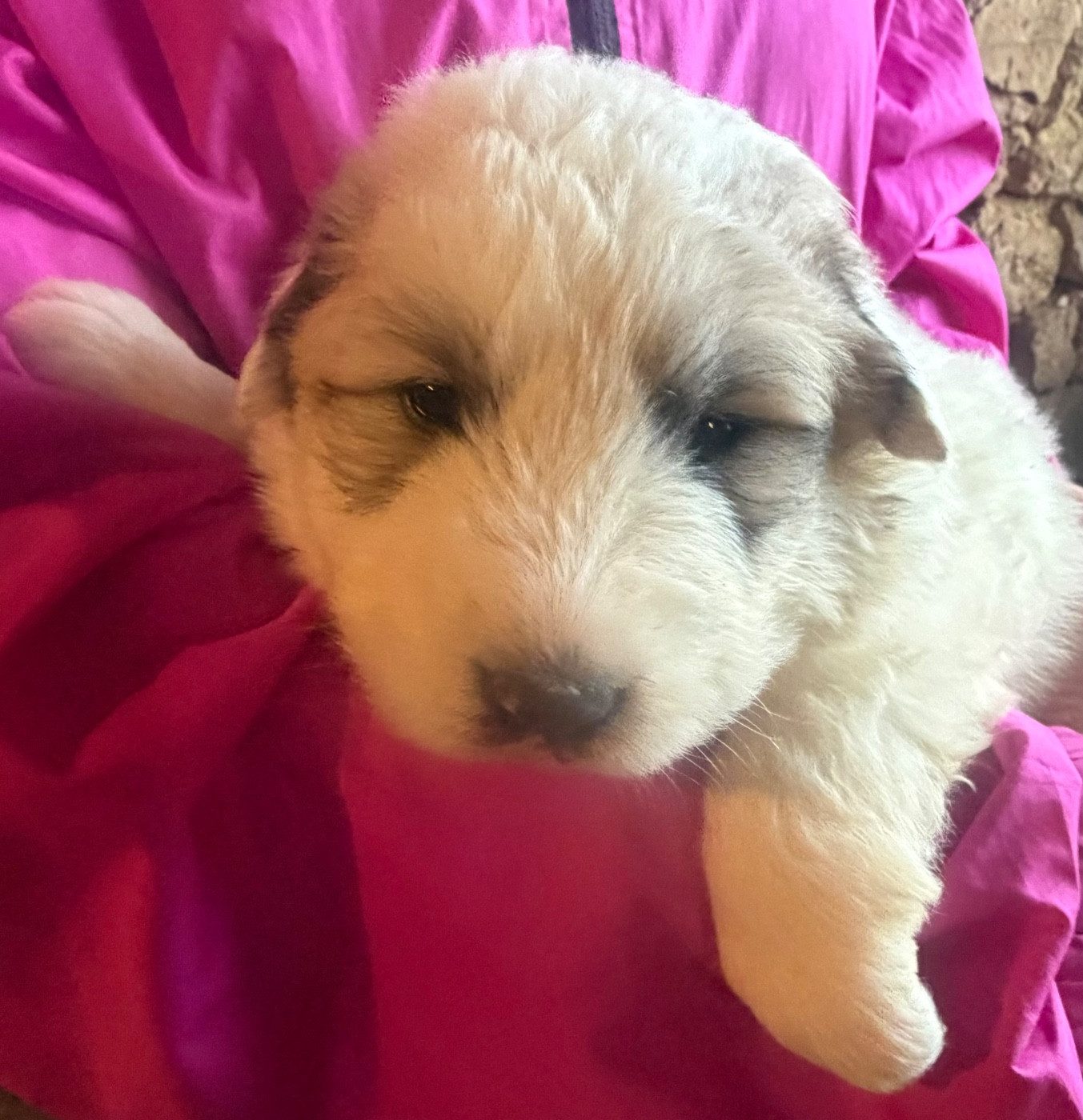 Du Hameau Des Nours - Chiots disponibles - Chien de Montagne des Pyrenees
