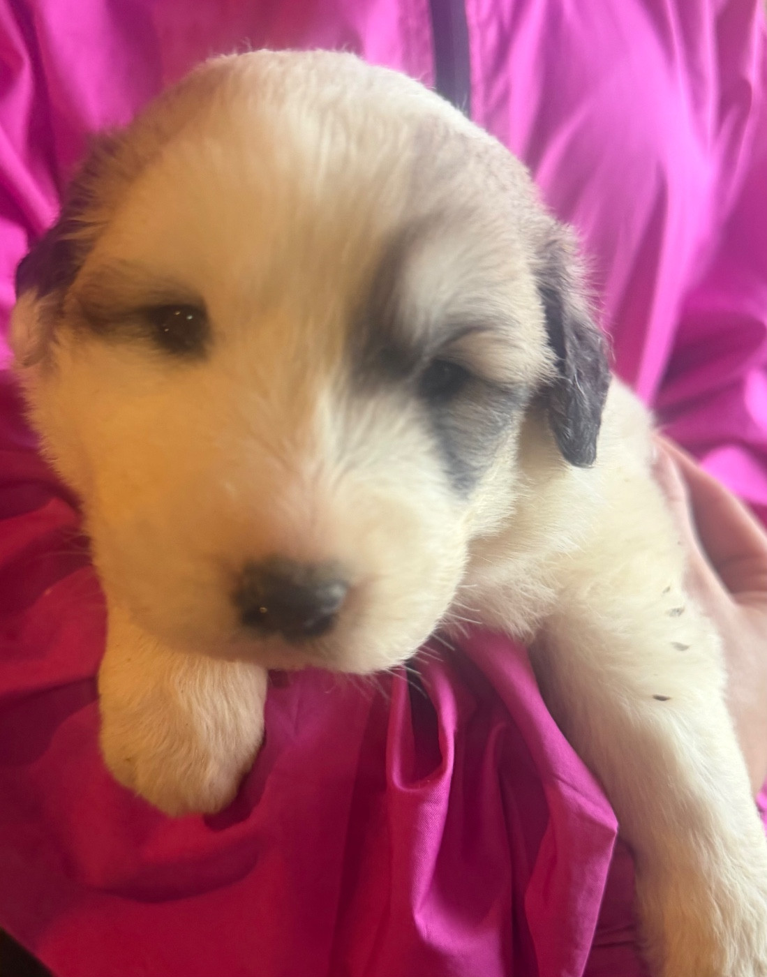 Du Hameau Des Nours - Chiots disponibles - Chien de Montagne des Pyrenees
