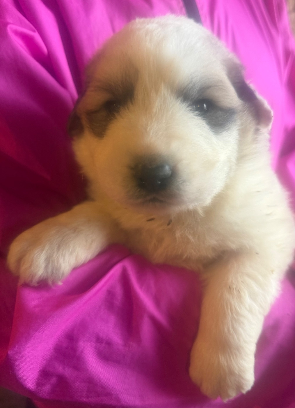 Du Hameau Des Nours - Chiots disponibles - Chien de Montagne des Pyrenees