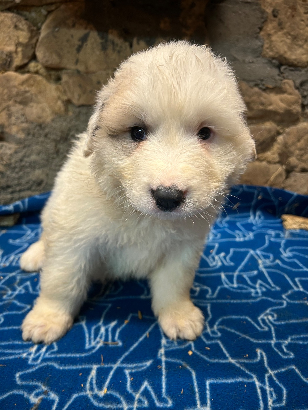 Du Hameau Des Nours - Chiots disponibles - Chien de Montagne des Pyrenees