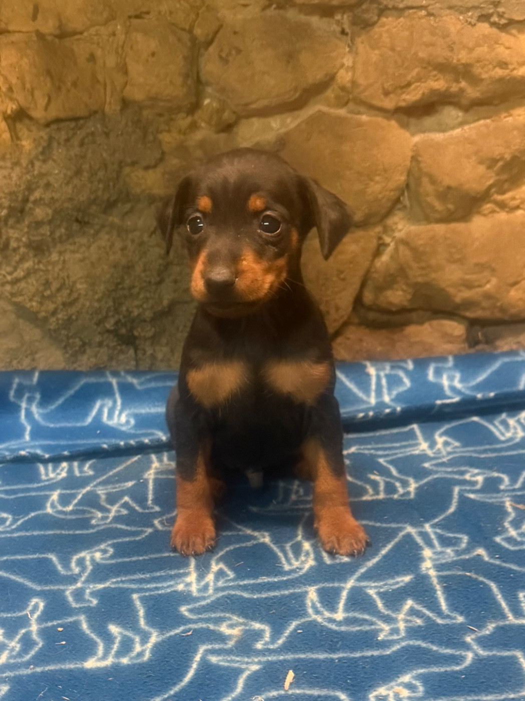 Du Hameau Des Nours - Chiots disponibles - Pinscher nain