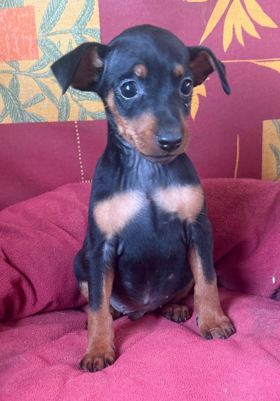Du Hameau Des Nours - Chiots disponibles - Pinscher nain