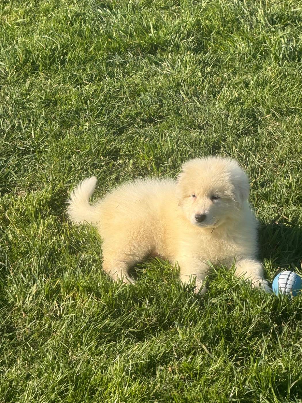 Du Hameau Des Nours - Chiots disponibles - Chien de Montagne des Pyrenees
