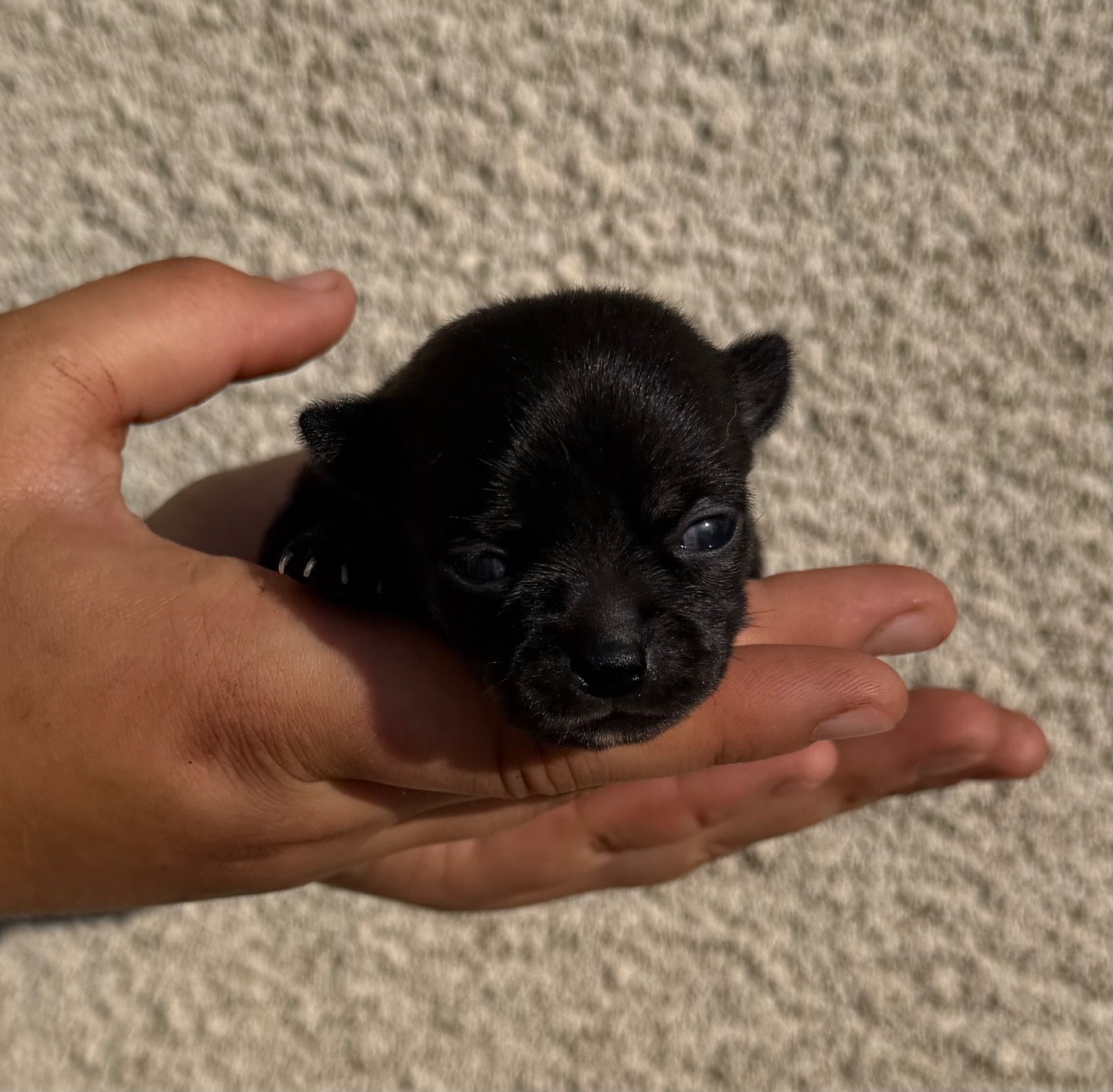 Du Hameau Des Nours - Chiots disponibles - Chihuahua