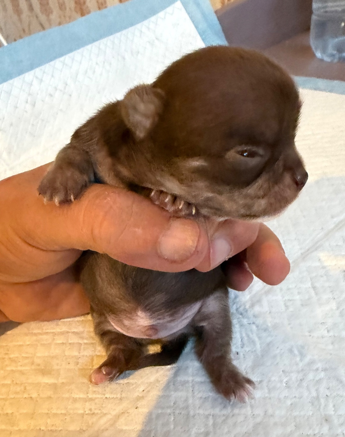 Du Hameau Des Nours - Chiots disponibles - Chihuahua