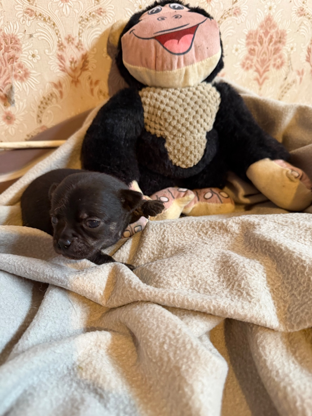 Du Hameau Des Nours - Chiots disponibles - Chihuahua