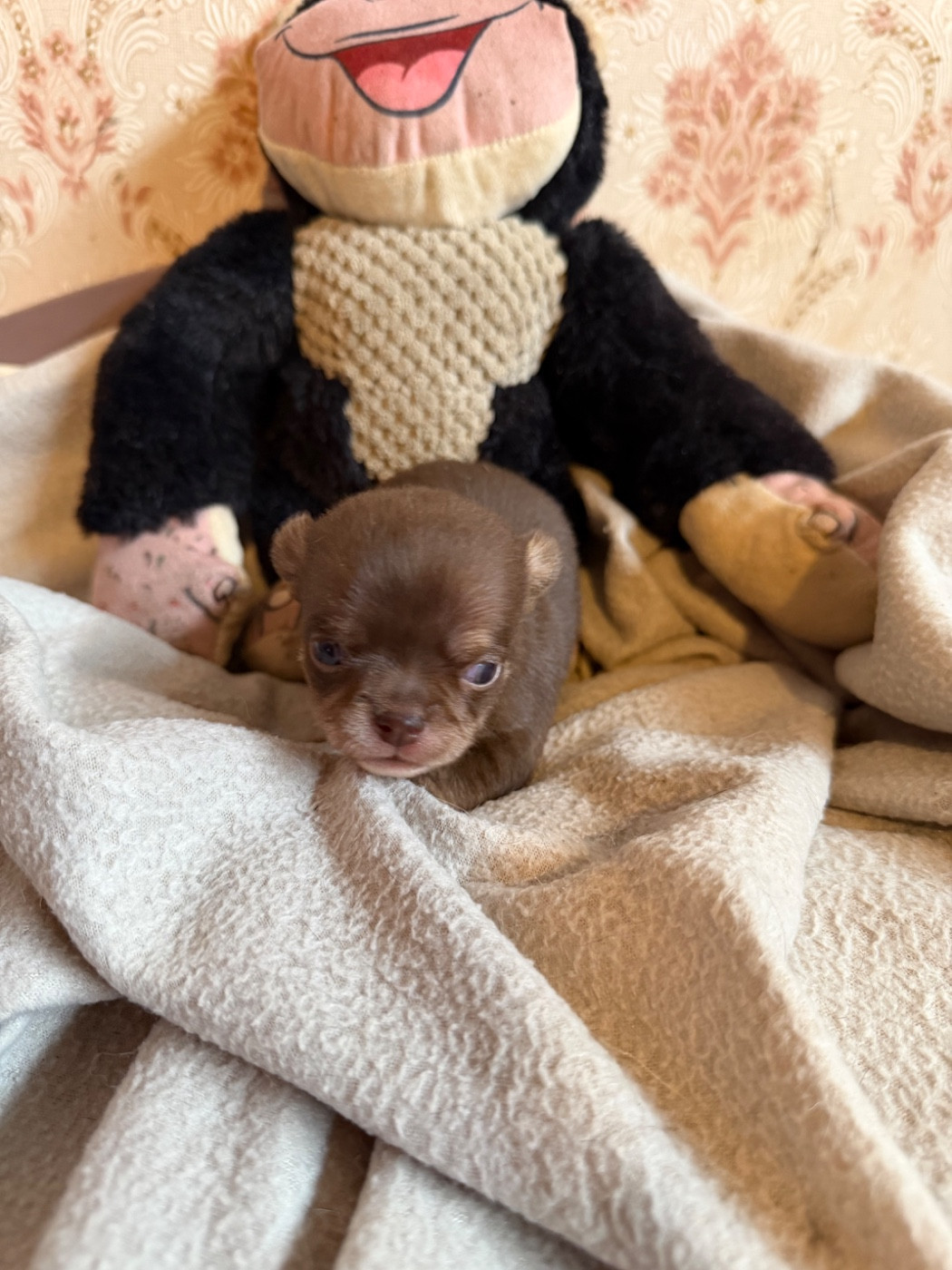 Du Hameau Des Nours - Chiots disponibles - Chihuahua