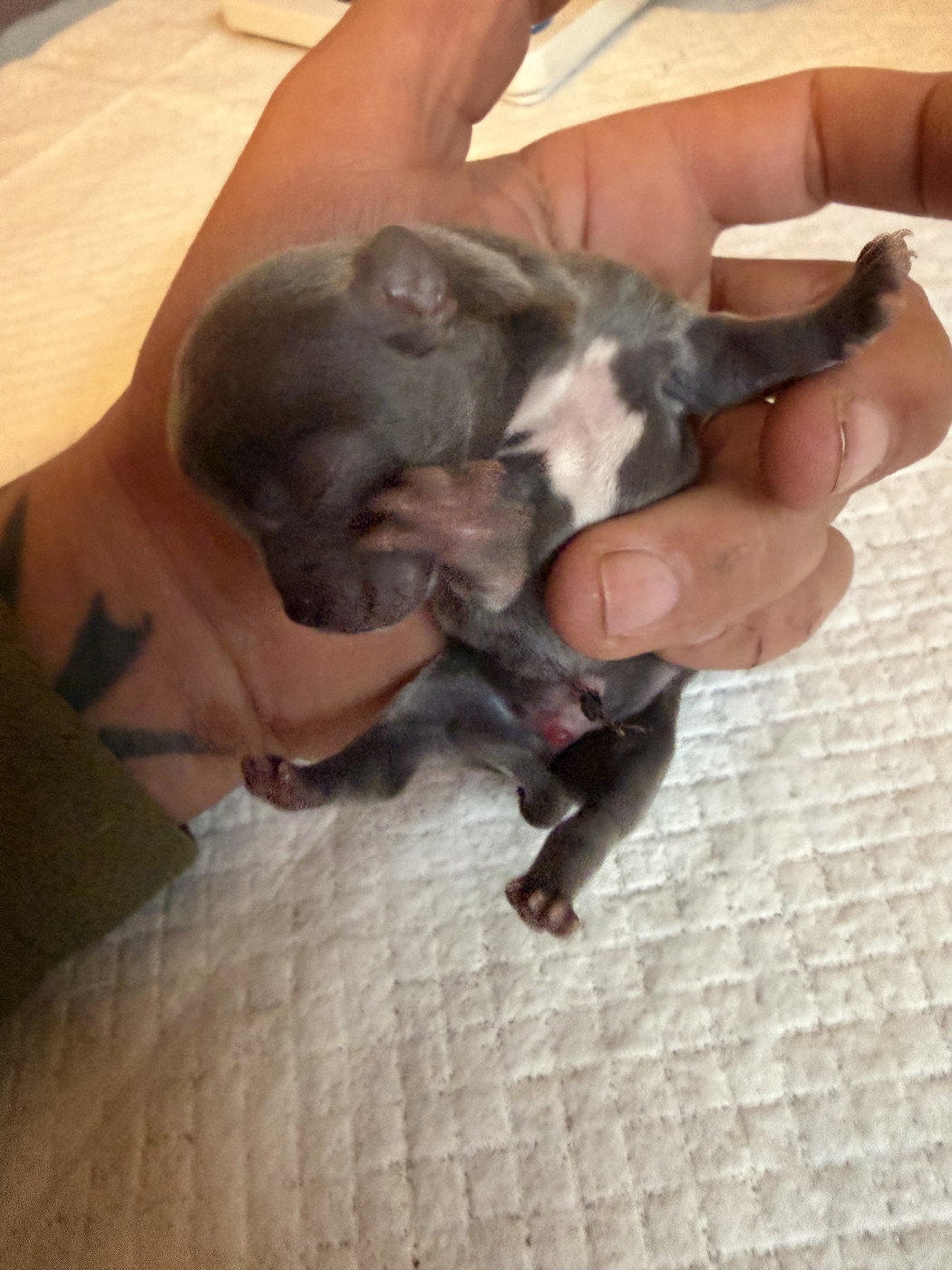 Du Hameau Des Nours - Chiots disponibles - Chihuahua