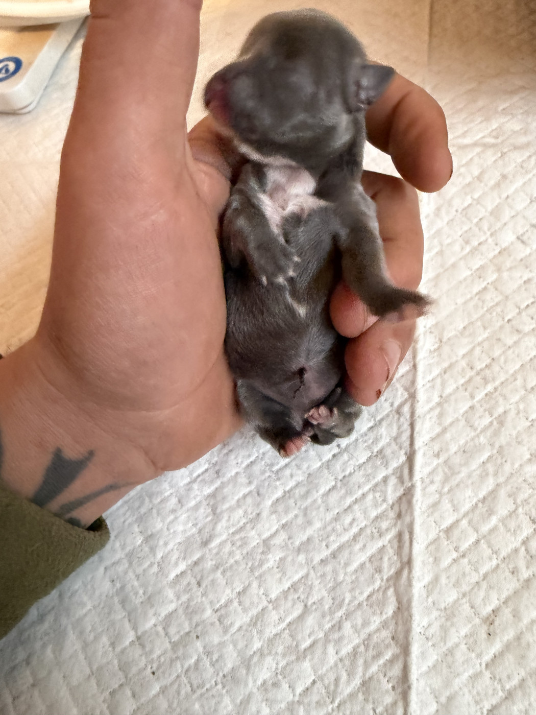 Du Hameau Des Nours - Chiots disponibles - Chihuahua