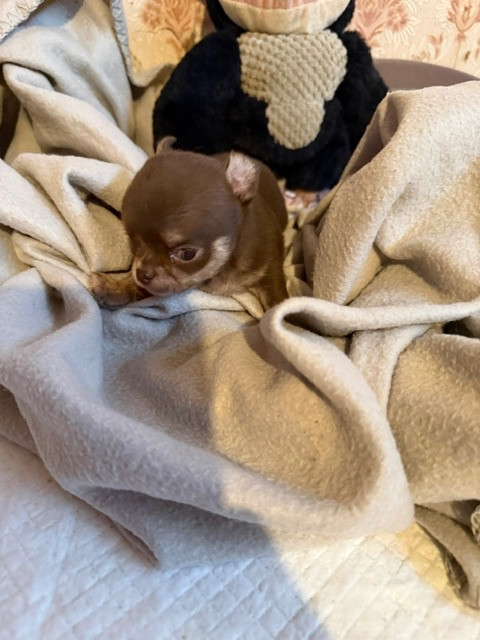 Du Hameau Des Nours - Chiots disponibles - Chihuahua