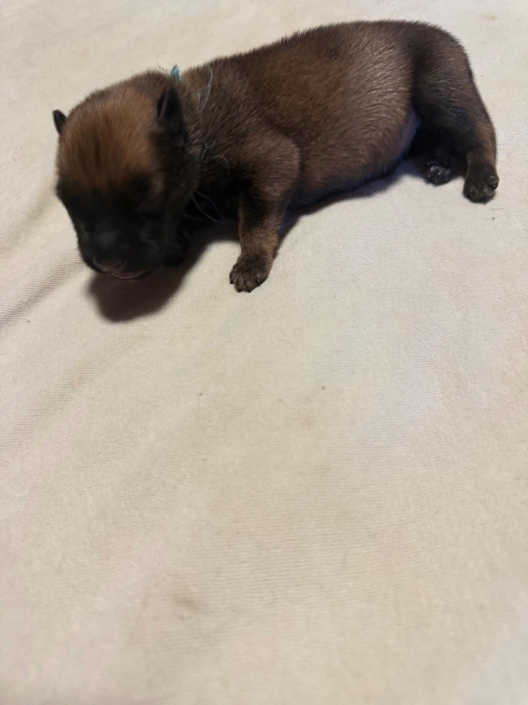 Du Hameau Des Nours - Chiots disponibles - Berger Belge
