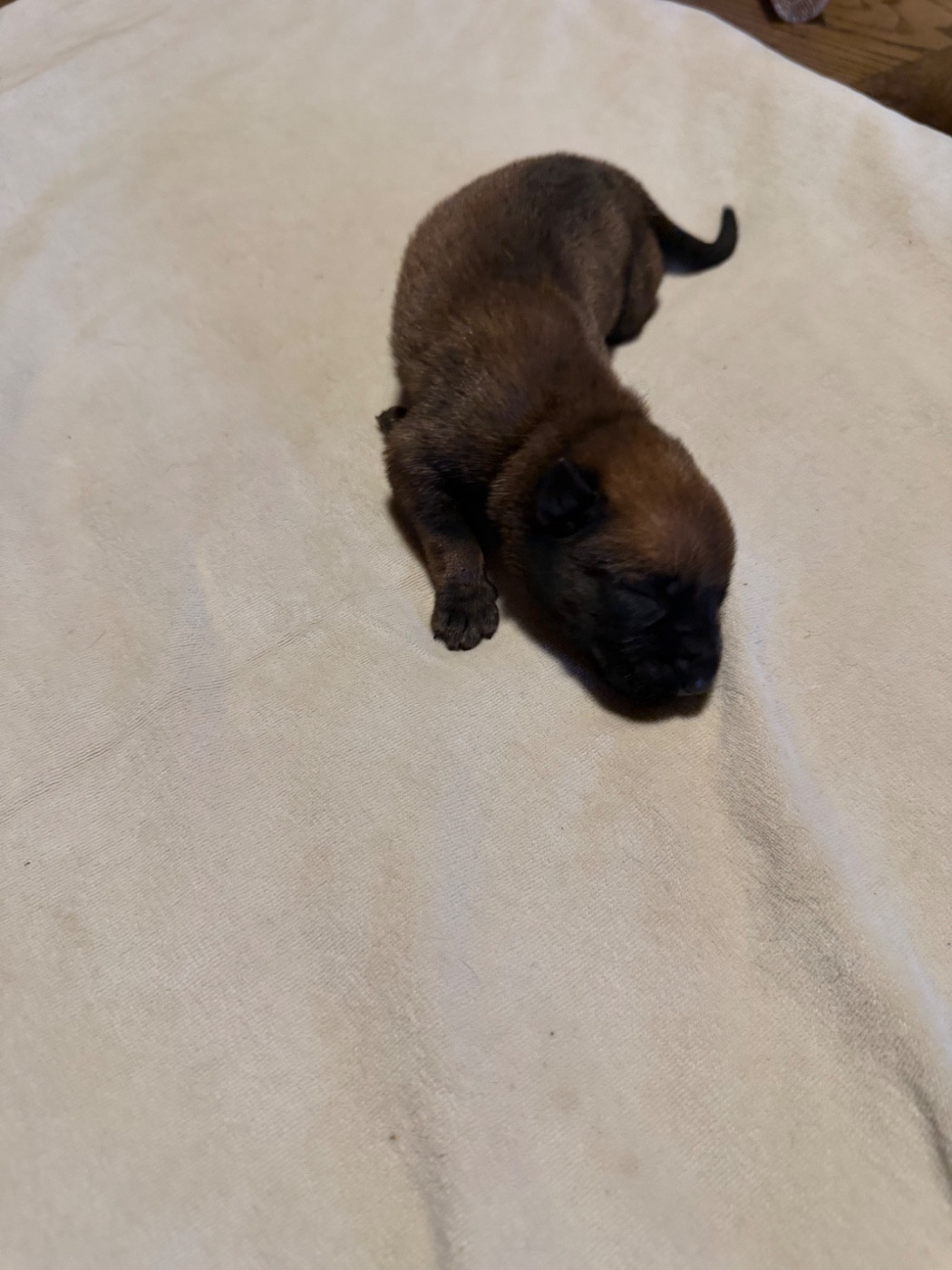 Du Hameau Des Nours - Chiots disponibles - Berger Belge
