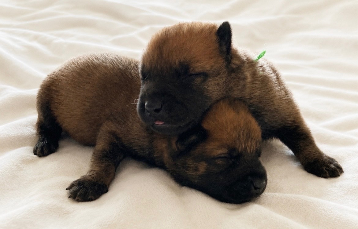 Du Hameau Des Nours - Chiots disponibles - Berger Belge
