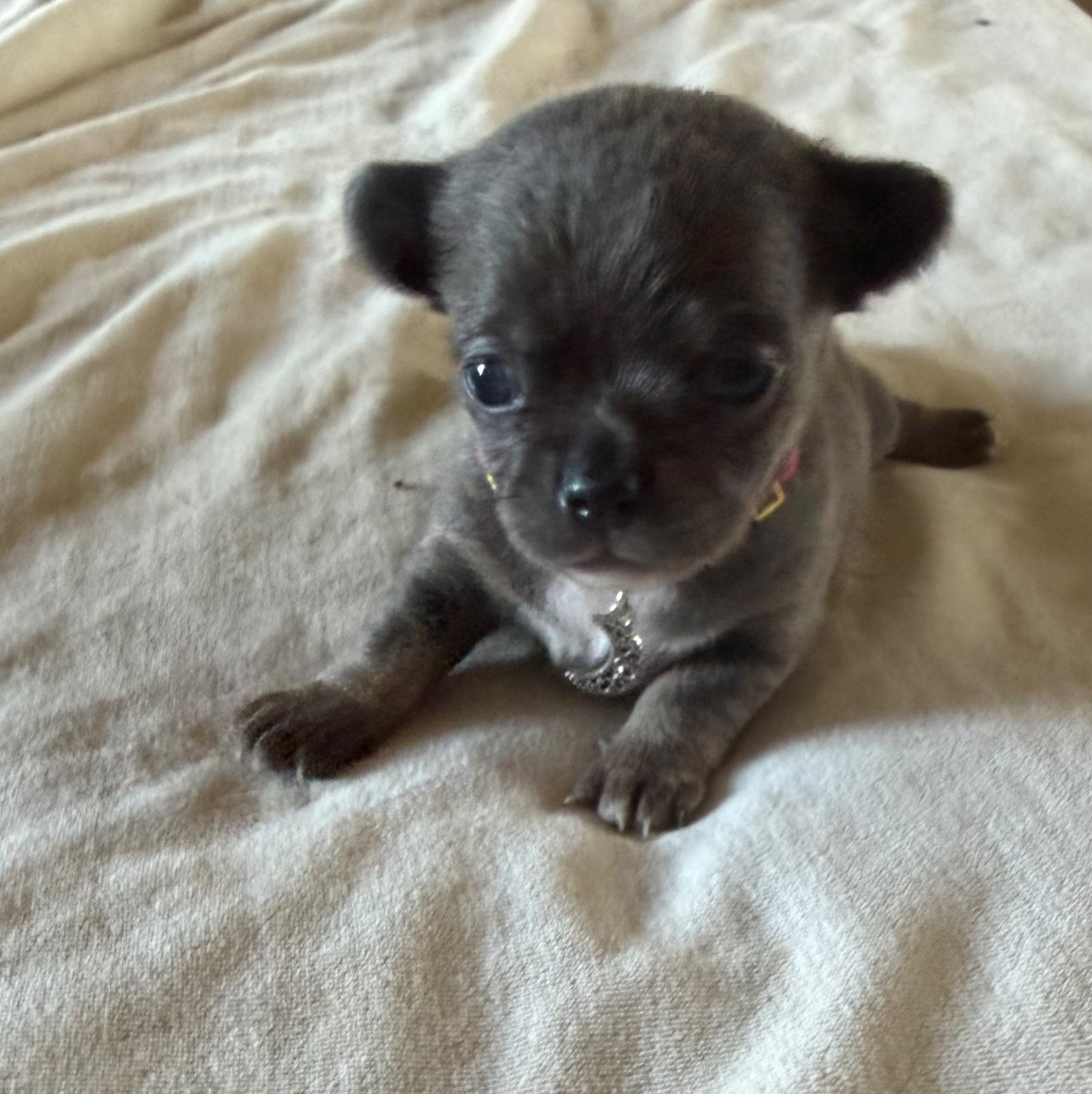 Du Hameau Des Nours - Chiots disponibles - Chihuahua