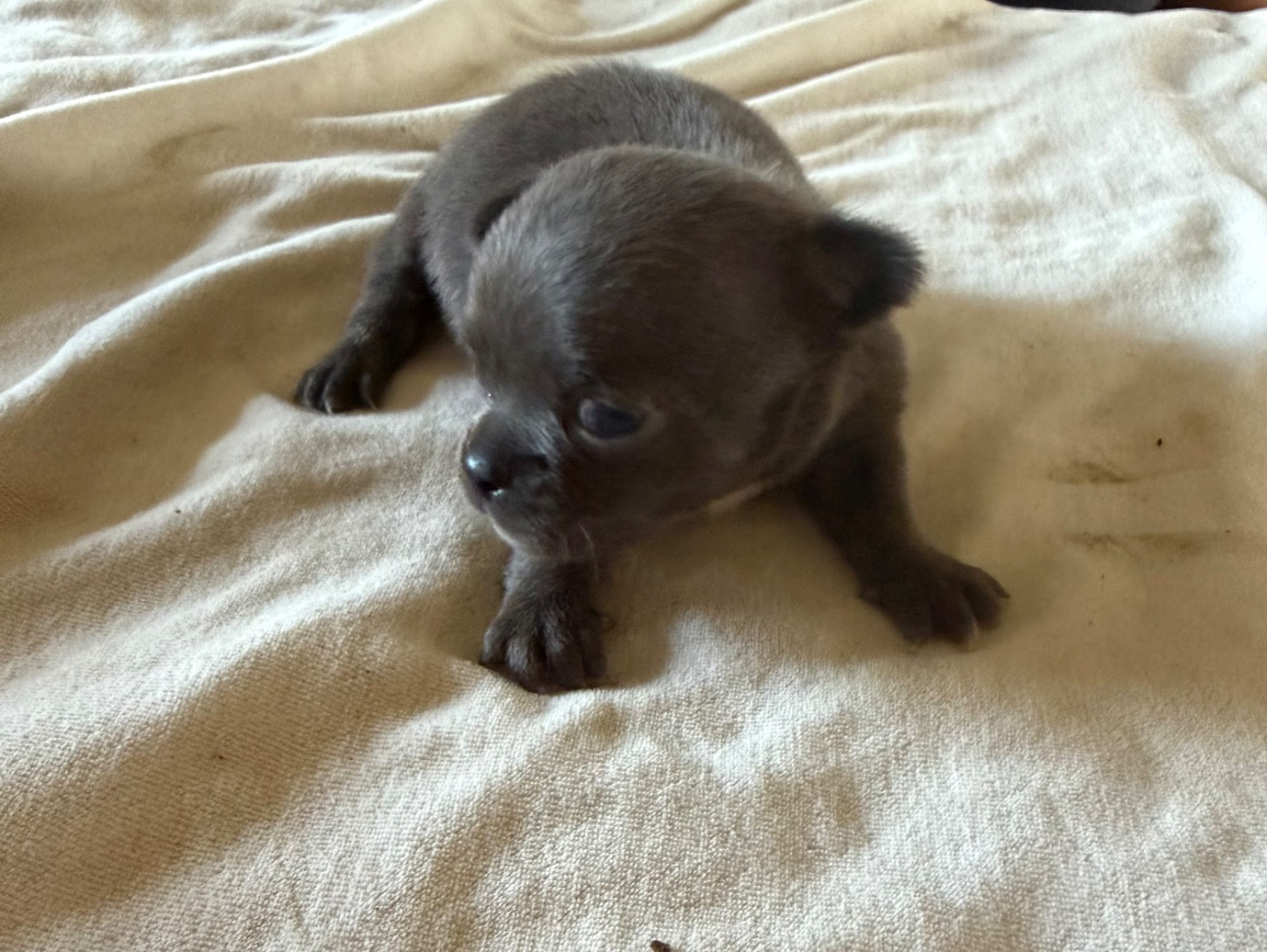 Du Hameau Des Nours - Chiots disponibles - Chihuahua