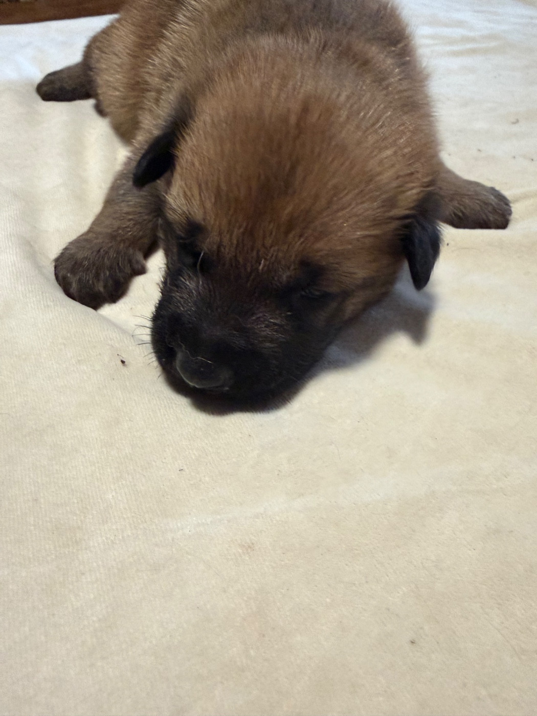 Du Hameau Des Nours - Chiots disponibles - Berger Belge