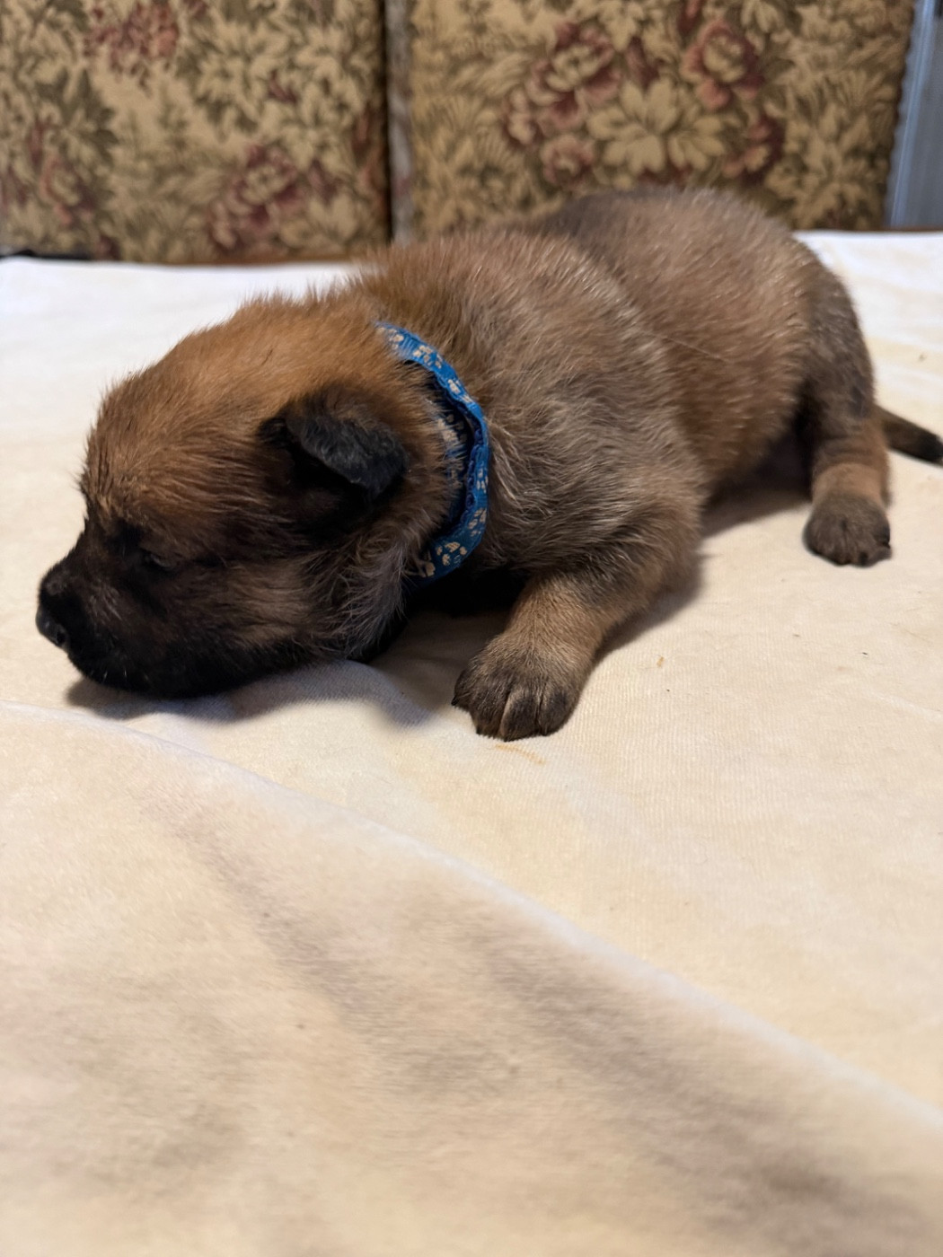 Du Hameau Des Nours - Chiots disponibles - Berger Belge