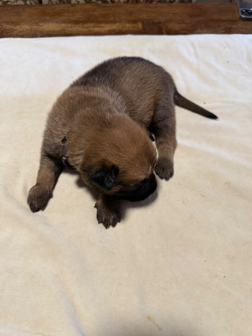 Du Hameau Des Nours - Chiots disponibles - Berger Belge