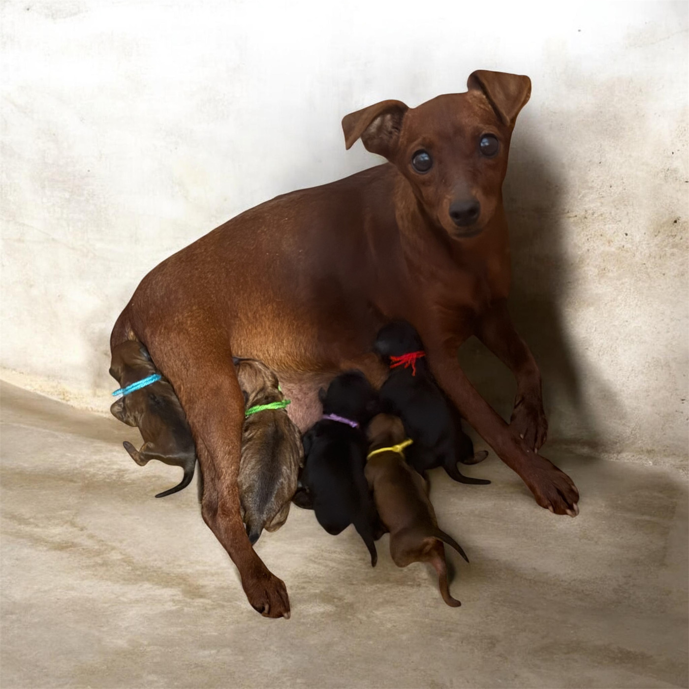 Chiot Pinscher nain Du Hameau Des Nours