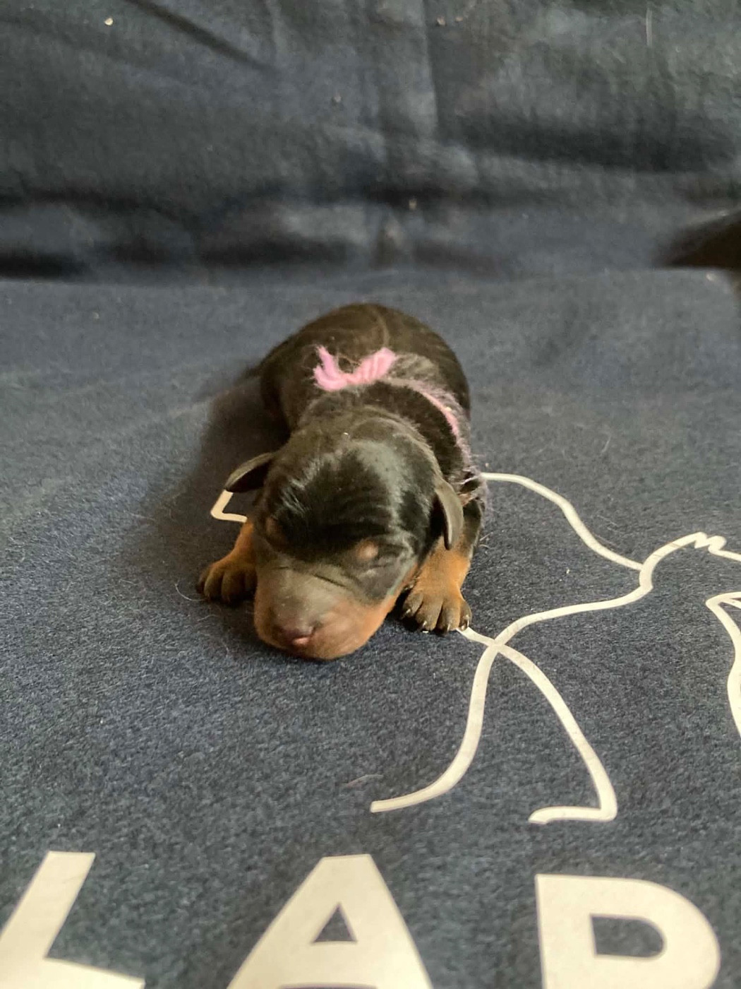 Du Hameau Des Nours - Chiots disponibles - Pinscher nain