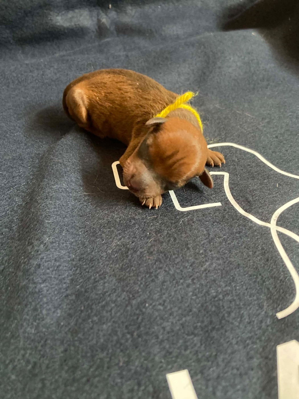 Du Hameau Des Nours - Chiots disponibles - Pinscher nain