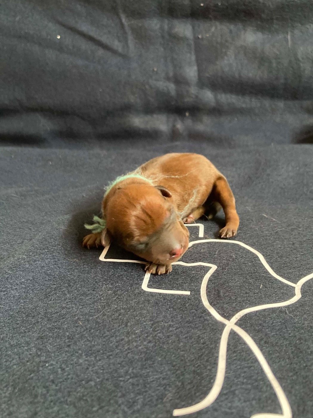 Du Hameau Des Nours - Chiots disponibles - Pinscher nain