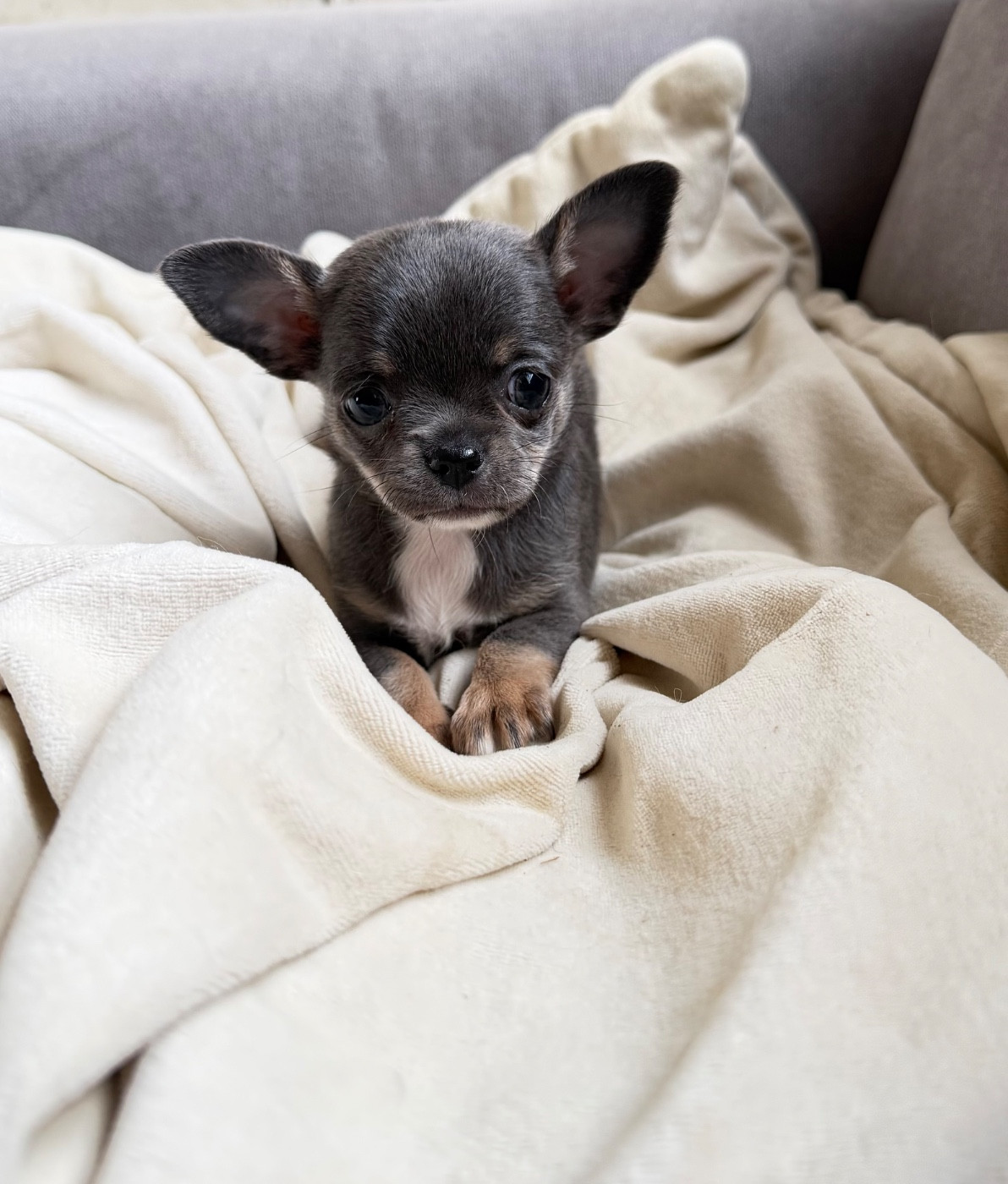 Du Hameau Des Nours - Chiots disponibles - Chihuahua