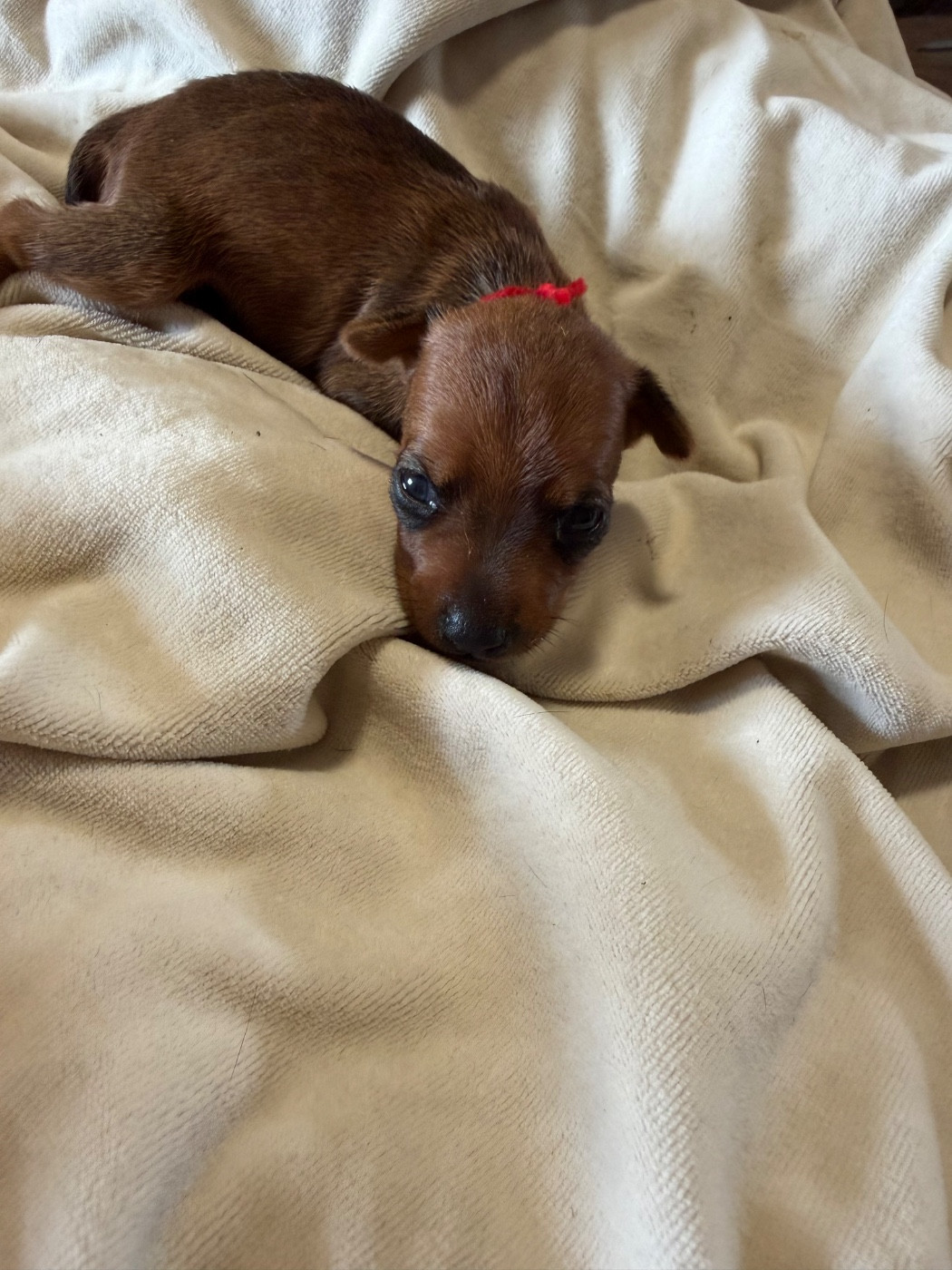 Du Hameau Des Nours - Chiots disponibles - Pinscher nain