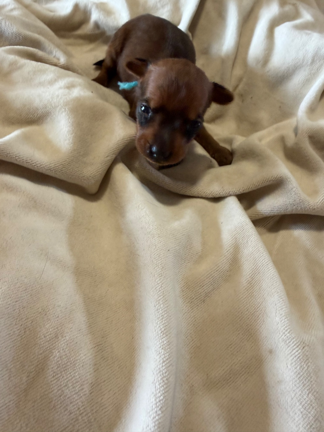 Du Hameau Des Nours - Chiots disponibles - Pinscher nain