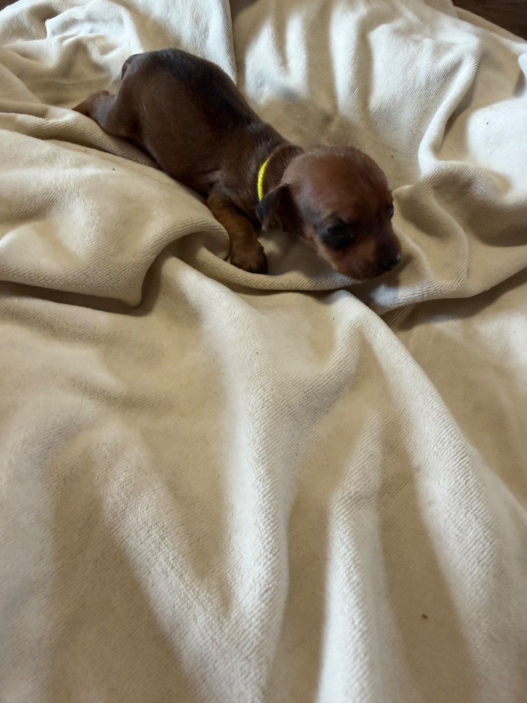 Du Hameau Des Nours - Chiots disponibles - Pinscher nain