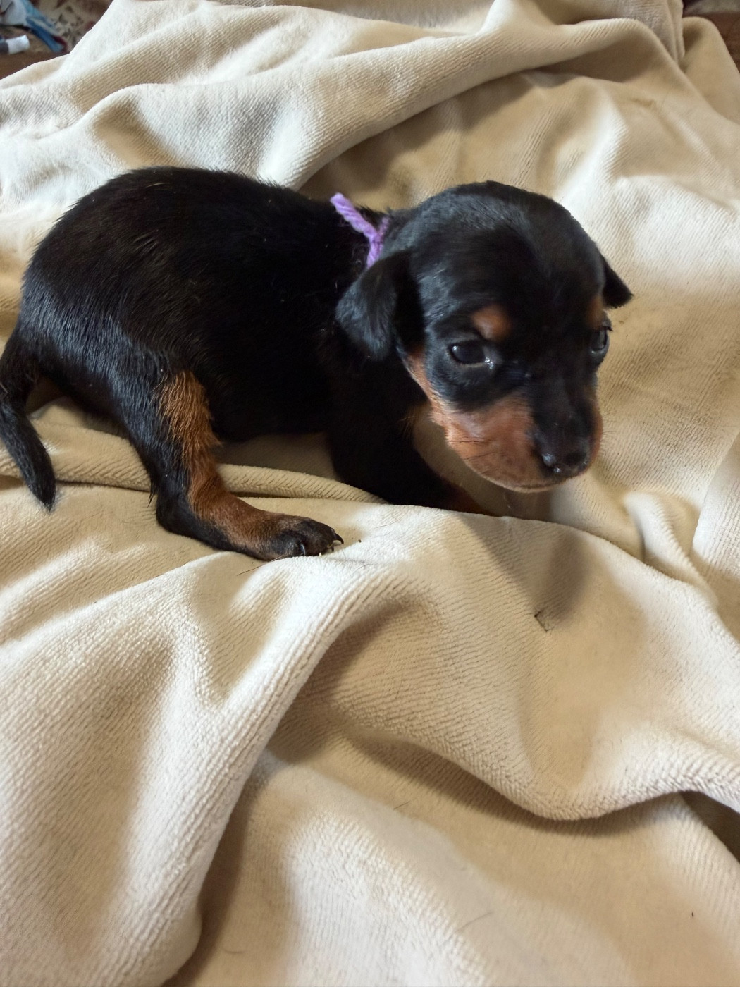 Du Hameau Des Nours - Chiots disponibles - Pinscher nain