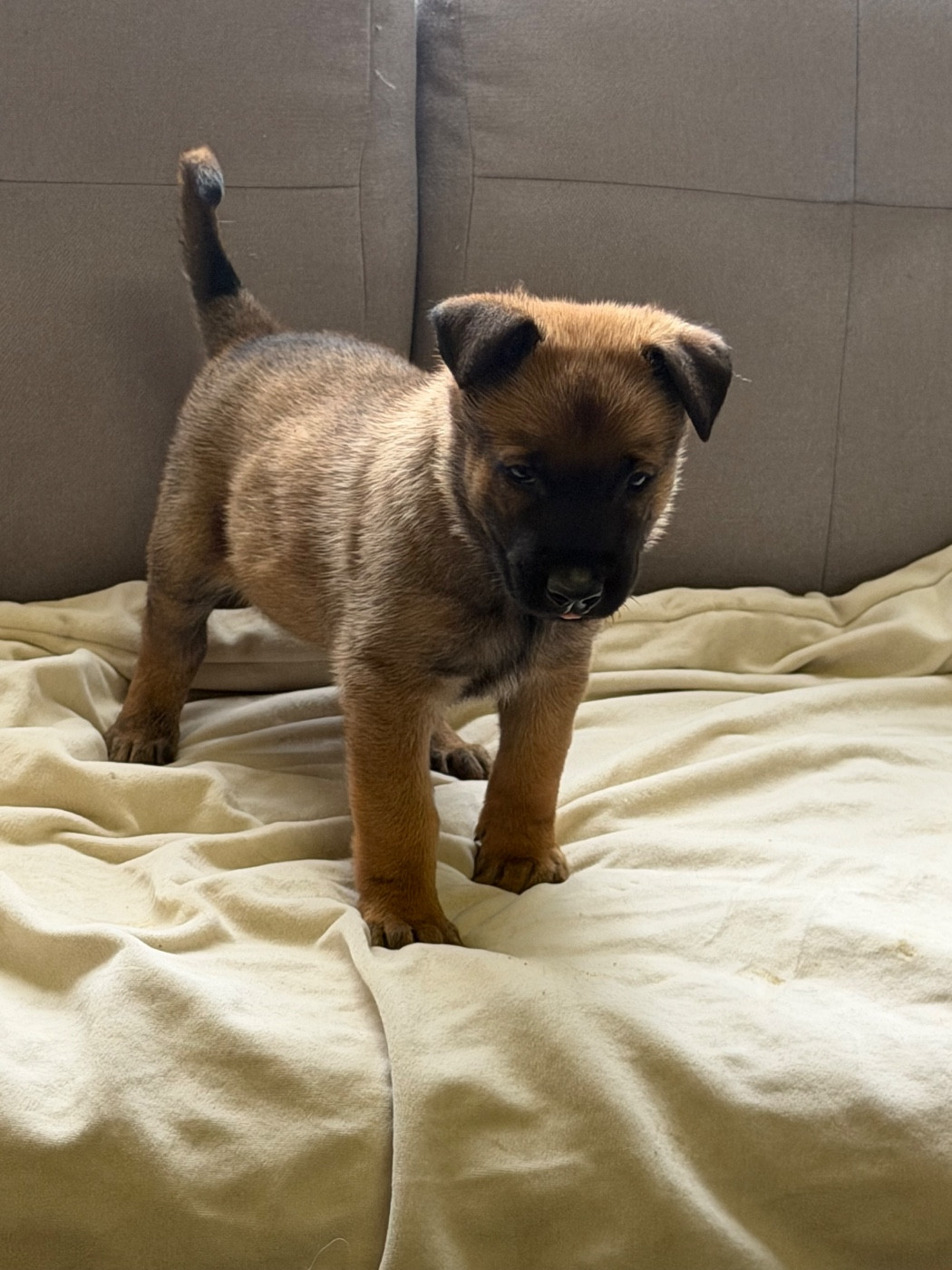 Du Hameau Des Nours - Chiots disponibles - Berger Belge