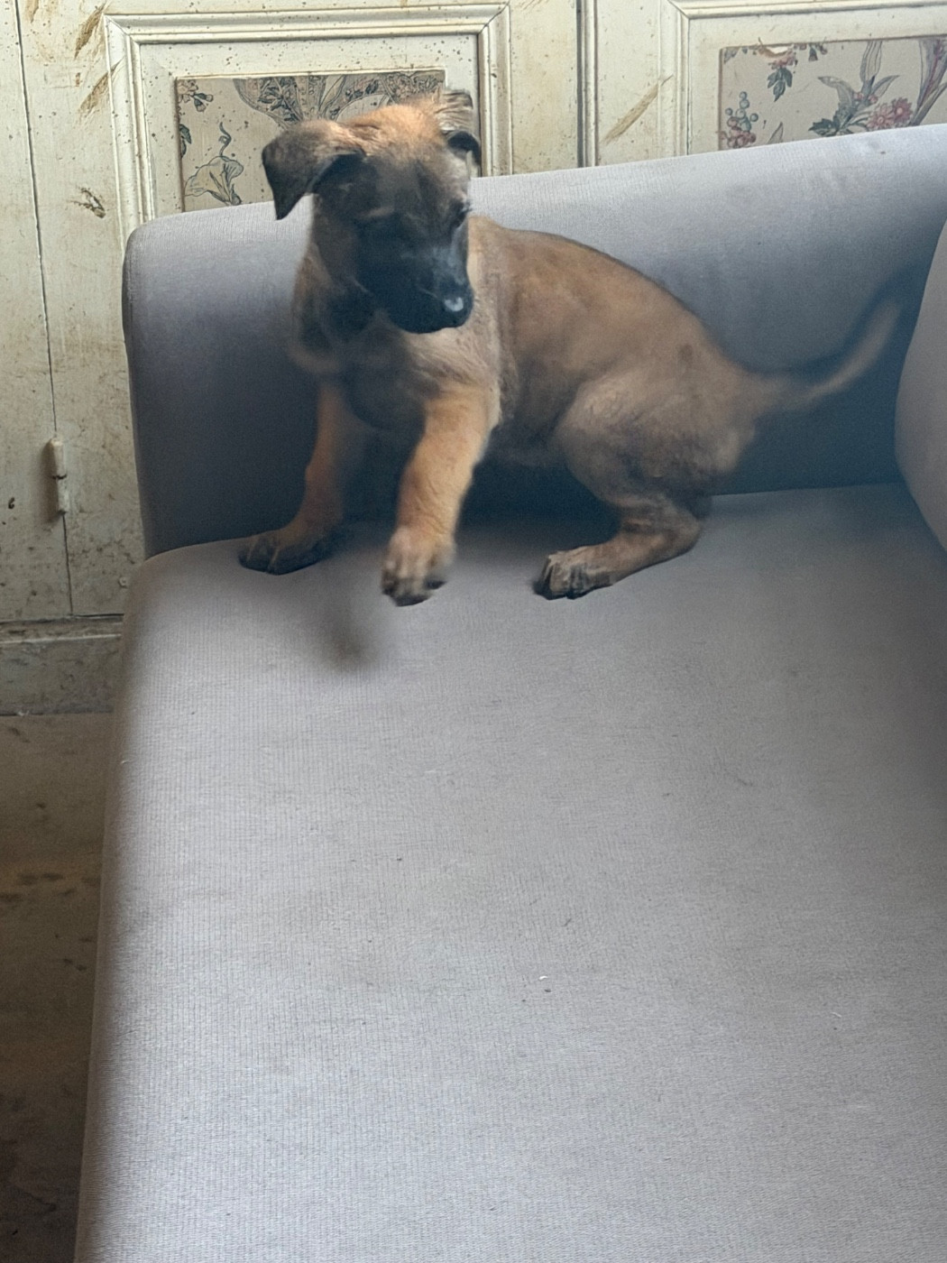 Du Hameau Des Nours - Chiots disponibles - Berger Belge