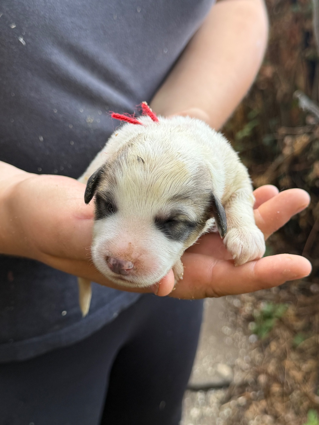 Du Hameau Des Nours - Chiots disponibles - Chien de Montagne des Pyrenees