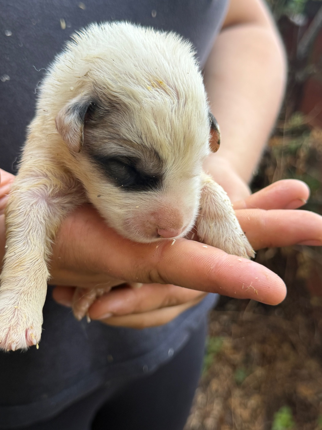 Du Hameau Des Nours - Chiots disponibles - Chien de Montagne des Pyrenees