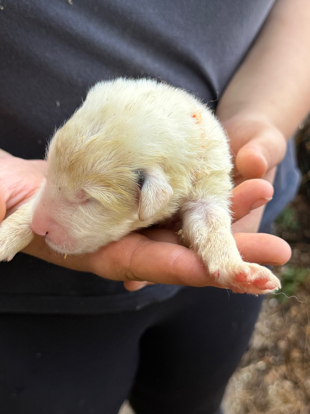 Du Hameau Des Nours - Chiots disponibles - Chien de Montagne des Pyrenees