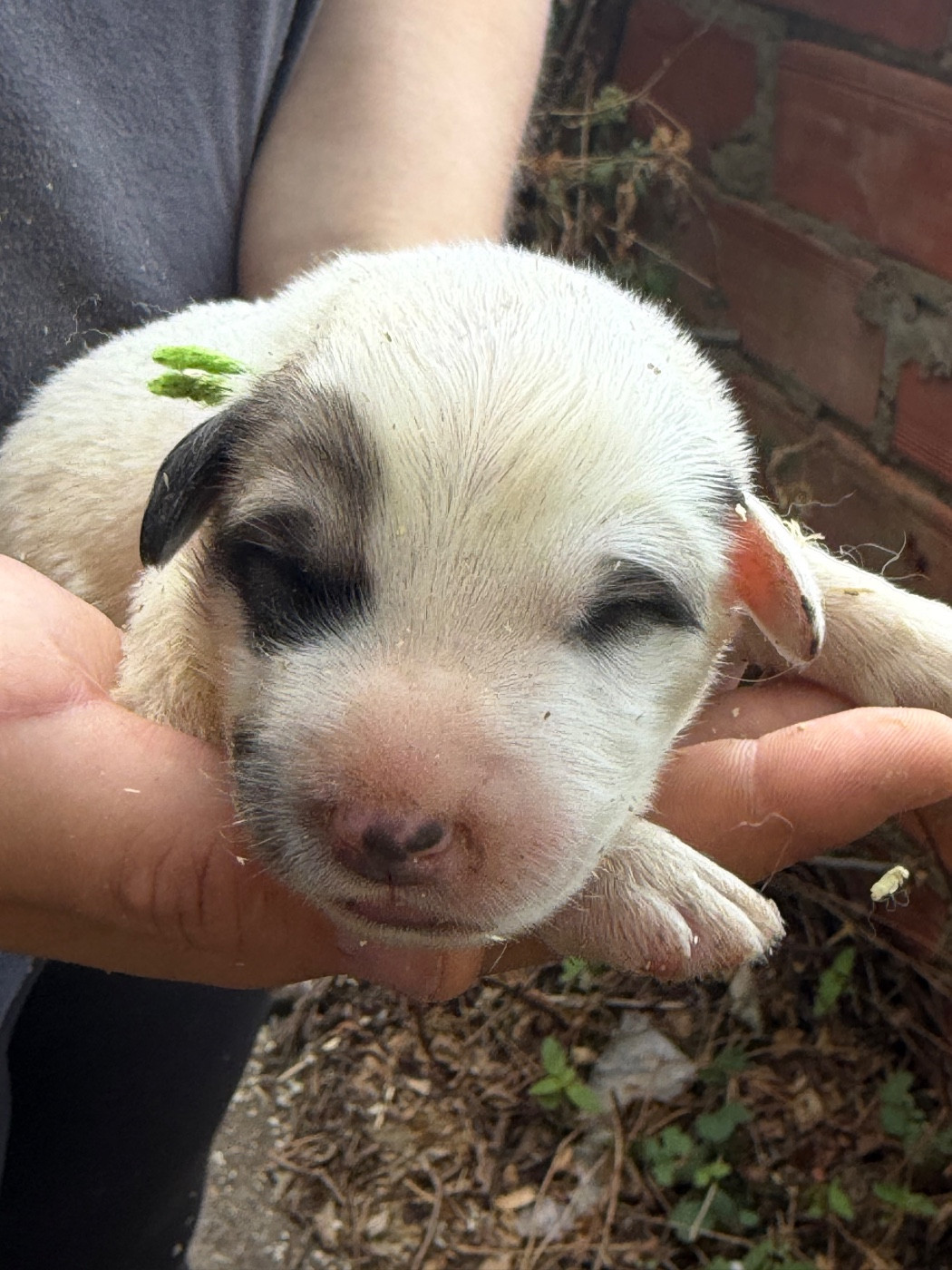 Du Hameau Des Nours - Chiots disponibles - Chien de Montagne des Pyrenees