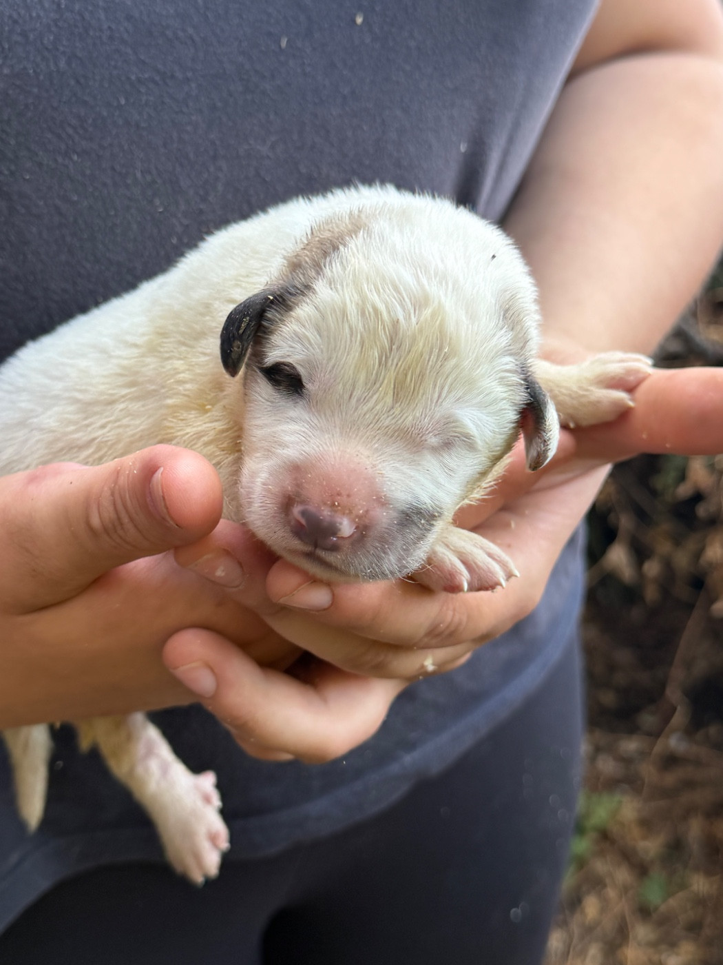 Du Hameau Des Nours - Chiots disponibles - Chien de Montagne des Pyrenees