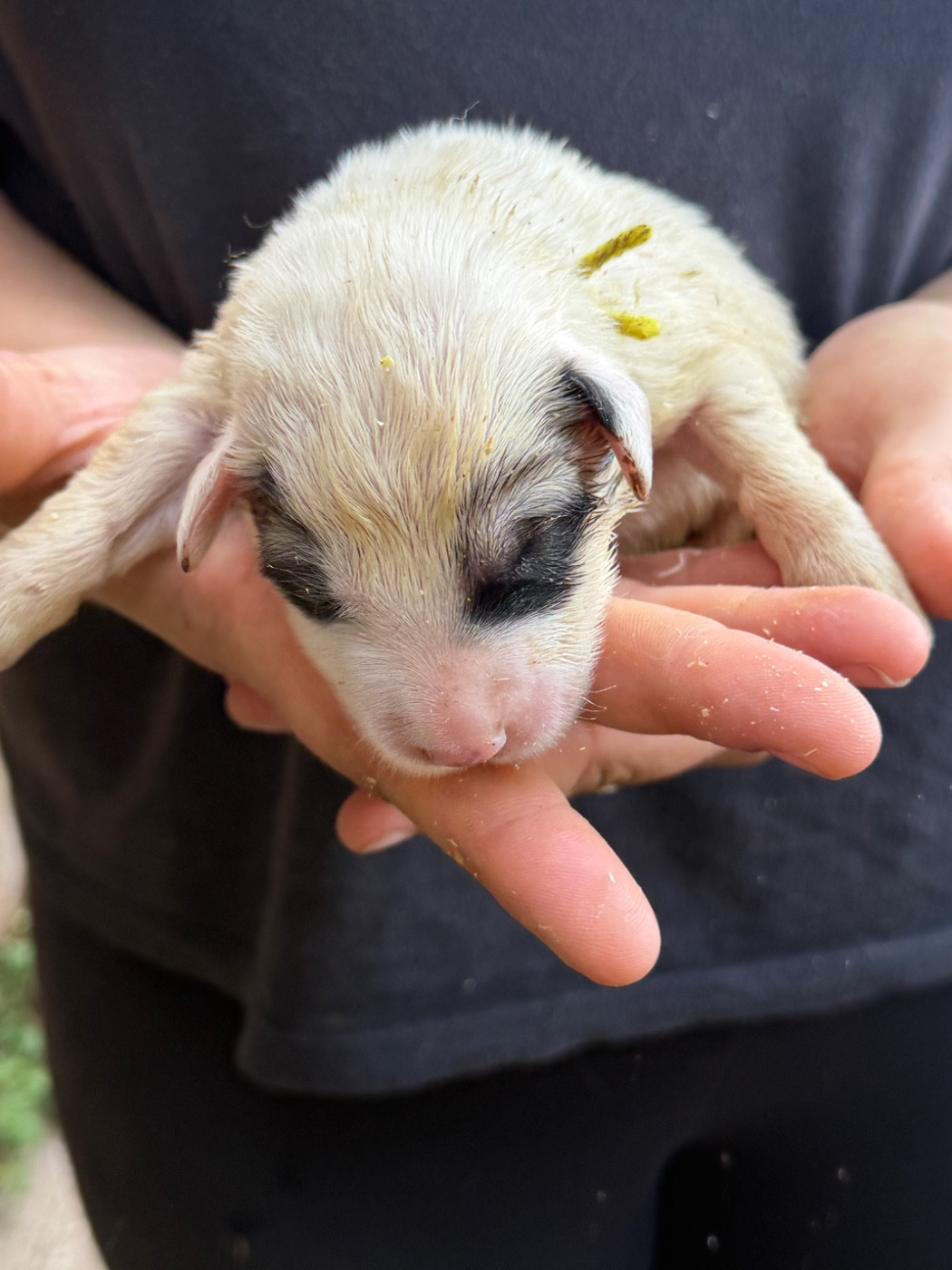 Du Hameau Des Nours - Chiots disponibles - Chien de Montagne des Pyrenees
