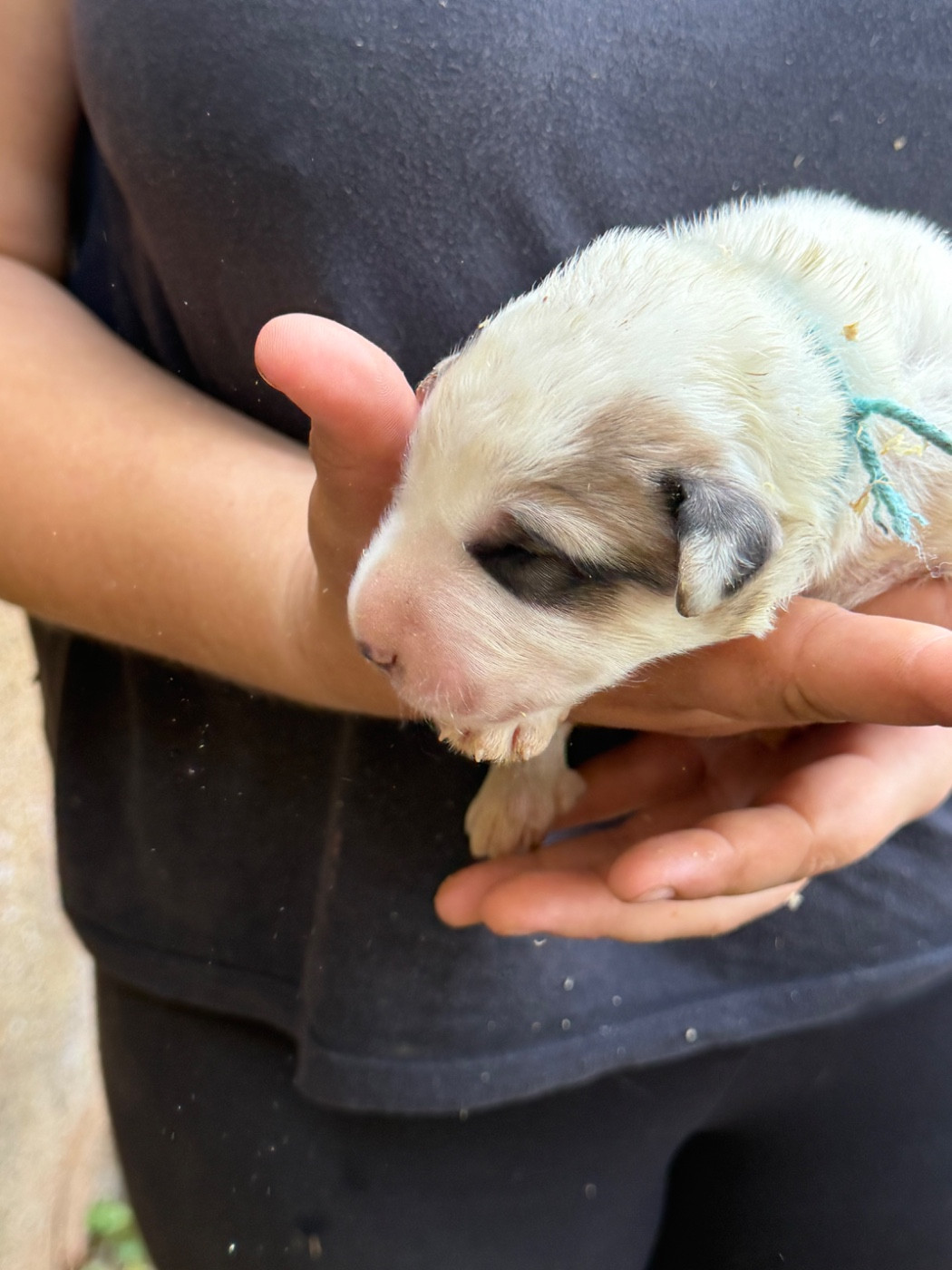 Du Hameau Des Nours - Chiots disponibles - Chien de Montagne des Pyrenees