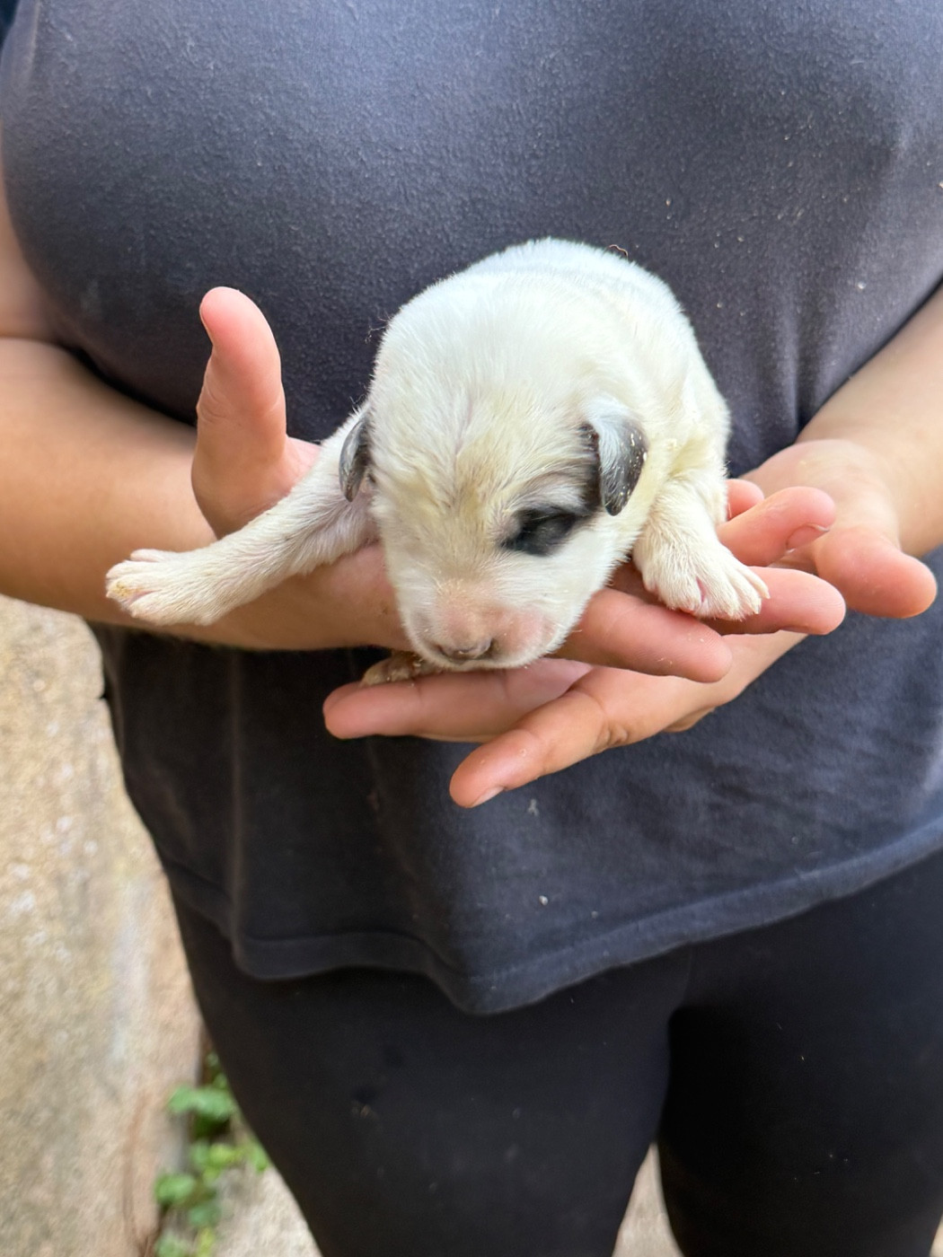 Du Hameau Des Nours - Chiots disponibles - Chien de Montagne des Pyrenees