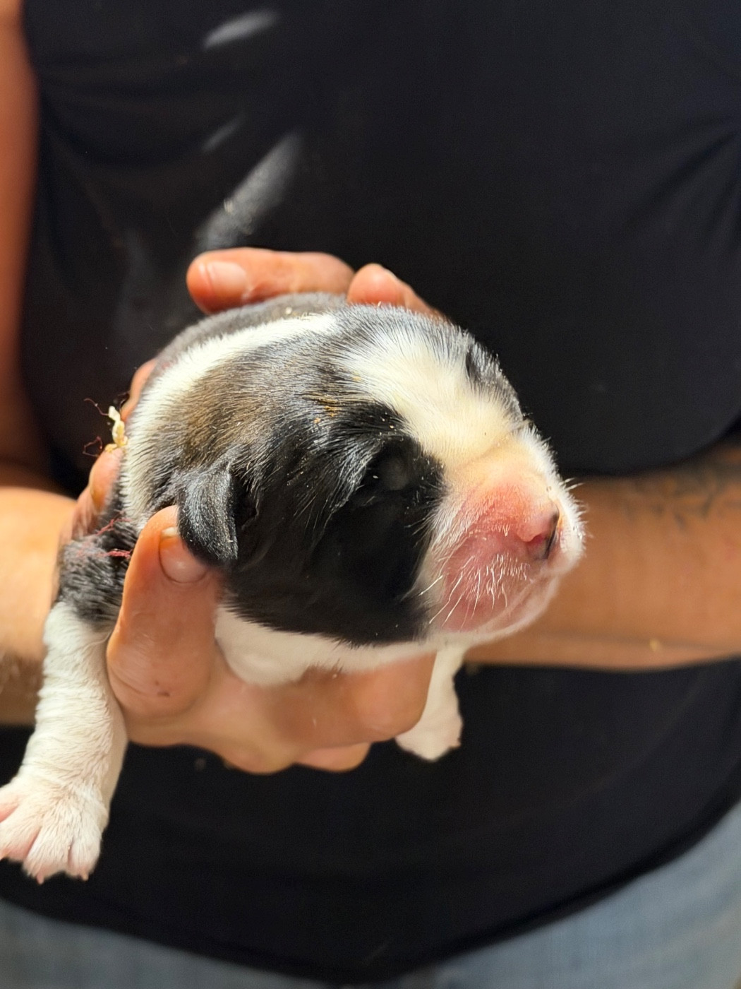 Du Hameau Des Nours - Chiots disponibles - Chien du Saint-Bernard