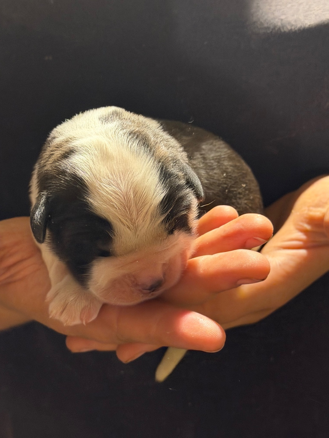 Du Hameau Des Nours - Chiots disponibles - Chien du Saint-Bernard